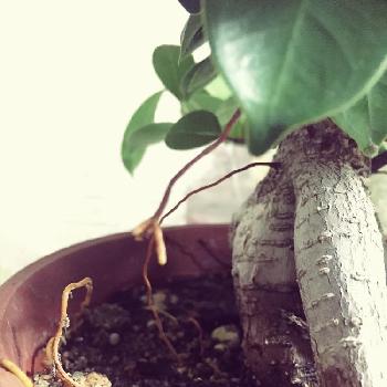 Photo by せとかさん@GreenSnap