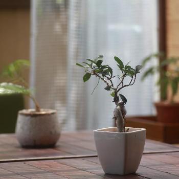 Photo by ゆな*さん@GreenSnap