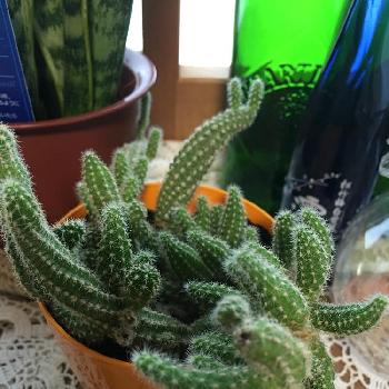 Photo by ぽこちゃんさん@GreenSnap