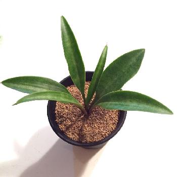 Photo by グラウカさん@GreenSnap