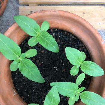 Photo by Inari Masaeさん@GreenSnap