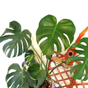 Photo by かおりんごさん@GreenSnap