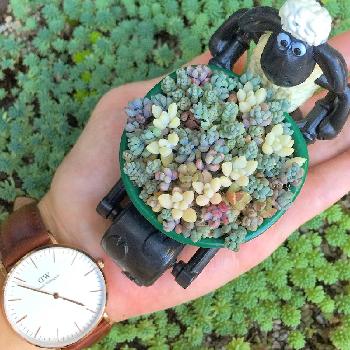 Photo by riemarukoさん@GreenSnap