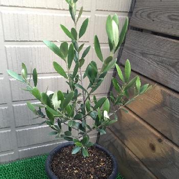 Photo by あぺさん@GreenSnap