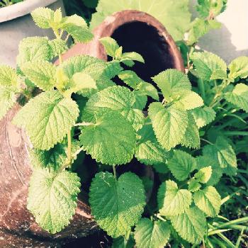 Photo by Izumiさん@GreenSnap