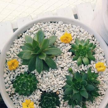 Photo by m.-.mさん@GreenSnap