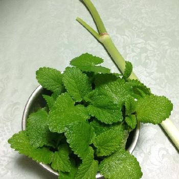 Photo by みのこさん@GreenSnap