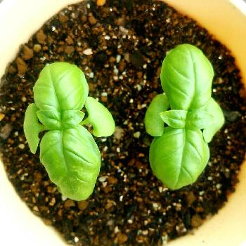 Photo by あやこさん@GreenSnap