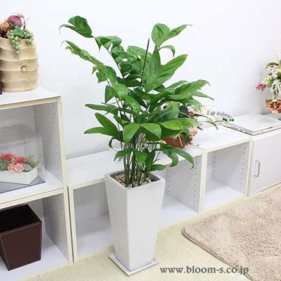 出典元：Pinterest