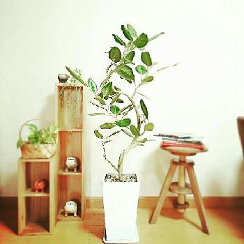 もらって嬉しい観葉植物カタログギフトのすゝめ Greensnap グリーンスナップ