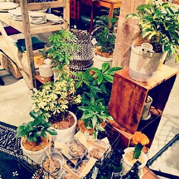 Photo by 湘南チャッピーさん@GreenSnap