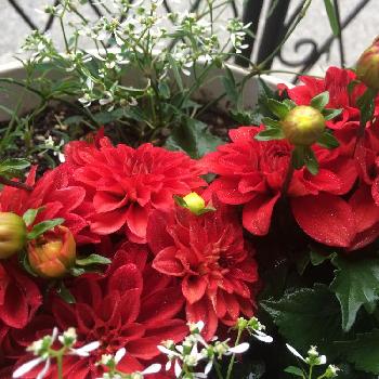 Photo by れいぴぃさん@GreenSnap