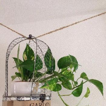 Photo by Ha(*˘︶˘*).｡.:*♡さん@GreenSnap