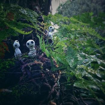 Photo by ✼Bǝё-n✼さん@GreenSnap