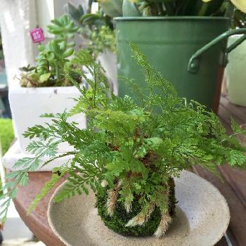 Photo by hideさん@GreenSnap