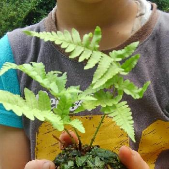 Photo by ＆Buyakunさん@GreenSnap