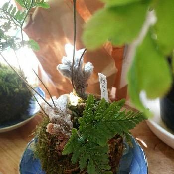 Photo by kyujaさん@GreenSnap