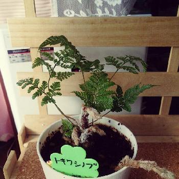 Photo by ryo(*¨*)さん@GreenSnap