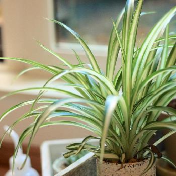 Photo by ぼた丸さん@GreenSnap