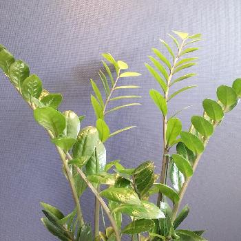 Photo by GREENさん@GreenSnap