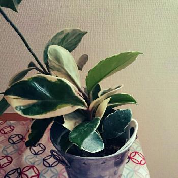 Photo by はなさん@GreenSnap