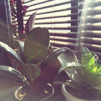 Photo by suo666さん@GreenSnap