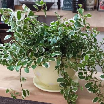 Photo by みやさん@GreenSnap