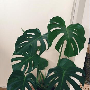 Photo by **雅**さん@GreenSnap