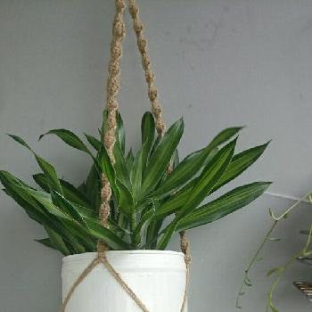 Photo by かーくんママ さん@GreenSnap