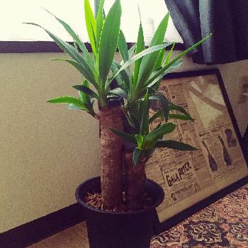 Photo by nitさん@GreenSnap