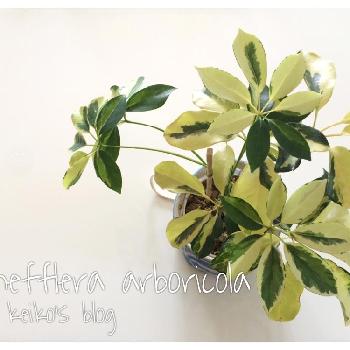 Photo by keikoさん@GreenSnap