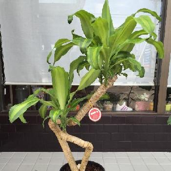 Photo by funnyplantsさん@GreenSnap