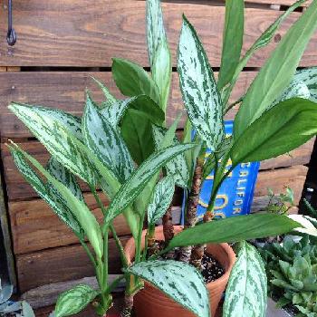 Photo by kisselさん@GreenSnap