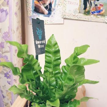 Photo by ヤスさん@GreenSnap