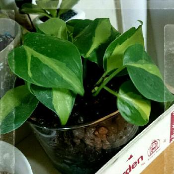 Photo by ばにをさん@GreenSnap