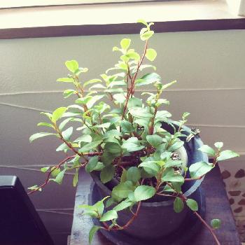 Photo by しみこさん@GreenSnap