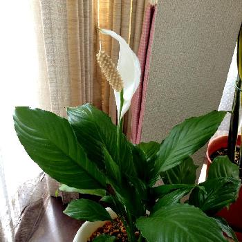 Photo by Toshiyuki Takeshimaさん@GreenSnap