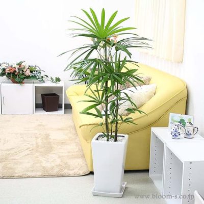 出典元：Pinterest