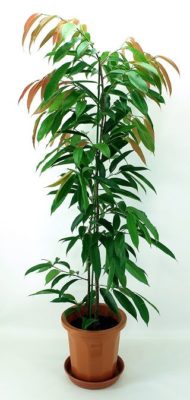 出典元：Pinterest