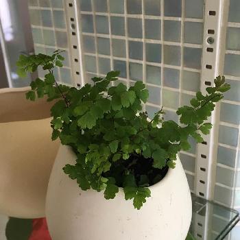 Photo by さあさん@GreenSnap