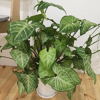 Photo by minonさん@GreenSnap