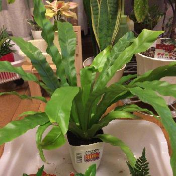 Photo by さんぞうさん@GreenSnap