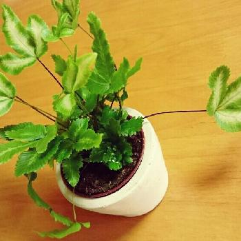 Photo by **雅**さん@GreenSnap