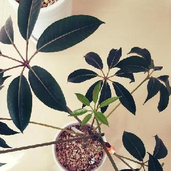 Photo by chinatsuさん@GreenSnap