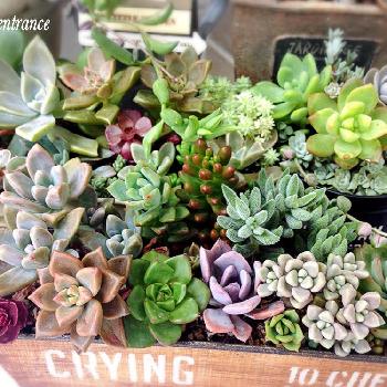 Photo by 4姉妹のママ☆さん@GreenSnap