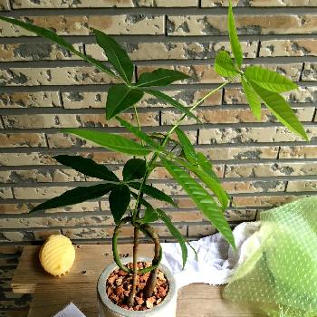 Photo by yu--10さん@GreenSnap