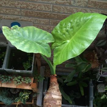 Photo by cphzさん@GreenSnap