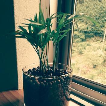 Photo by 裕青さん@GreenSnap