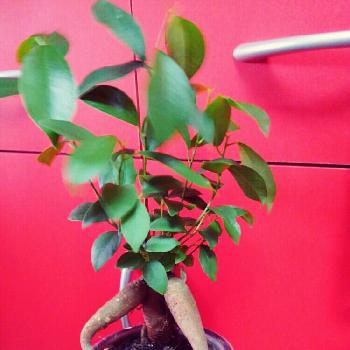 Photo by さりんさん@GreenSnap