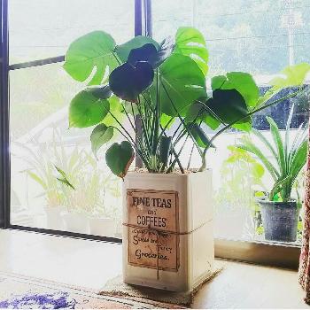 Photo by -mai-さん@GreenSnap